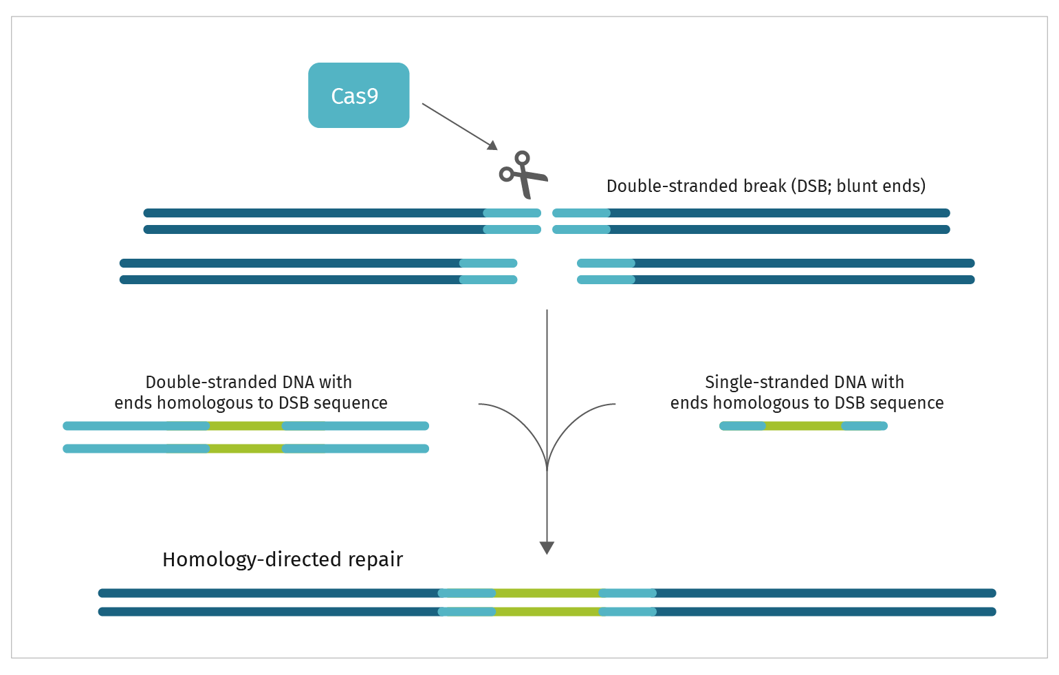 Figure 4: CRISPR repair target by a single gRNA