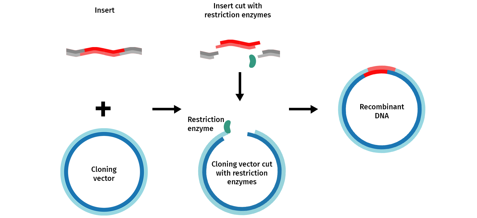 Insert cut with restriction enzymes