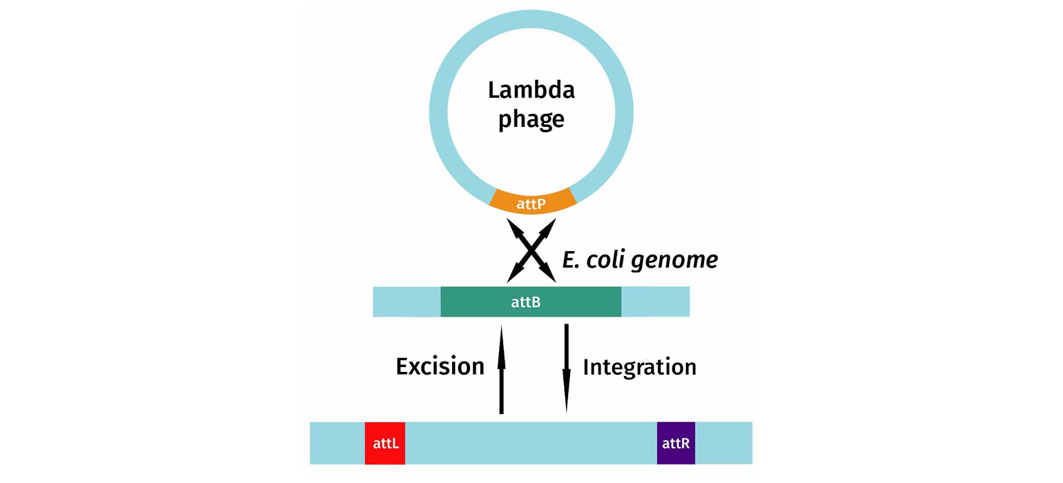 Phage lambda diagram