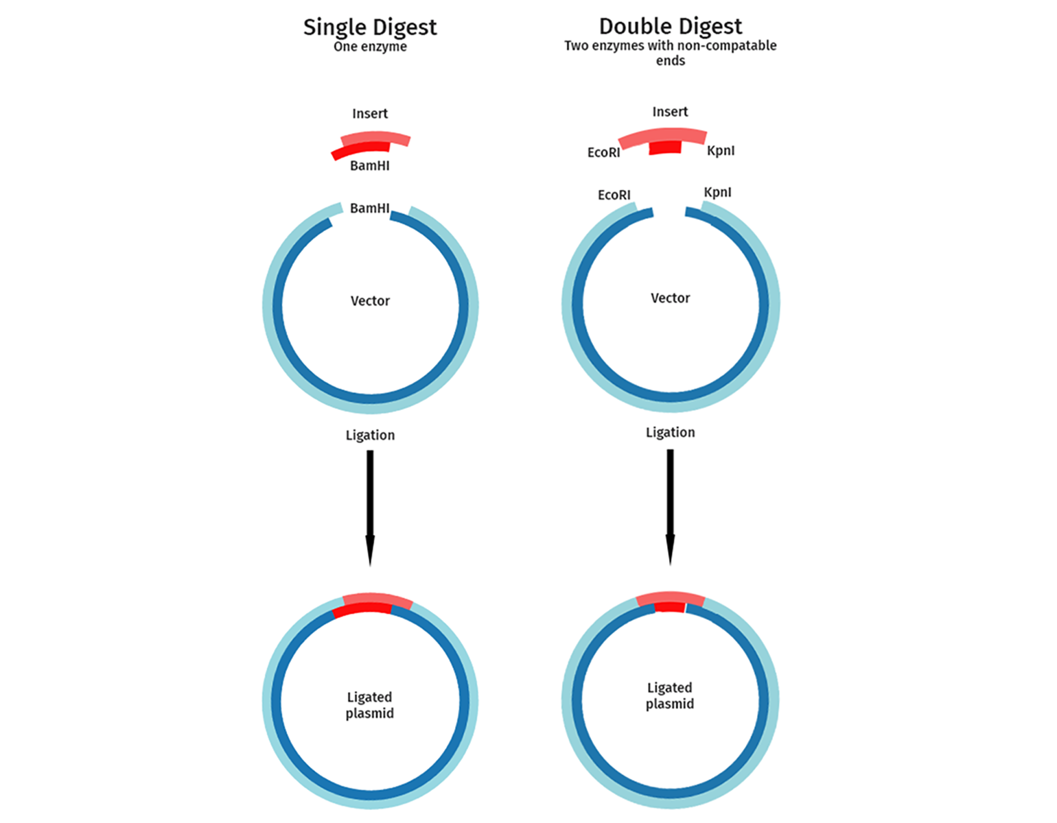 Single vs. double digest