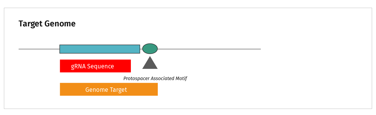 Figure 7: Diagram showing alignment of genomic target to gRNA sequence and PAM site.