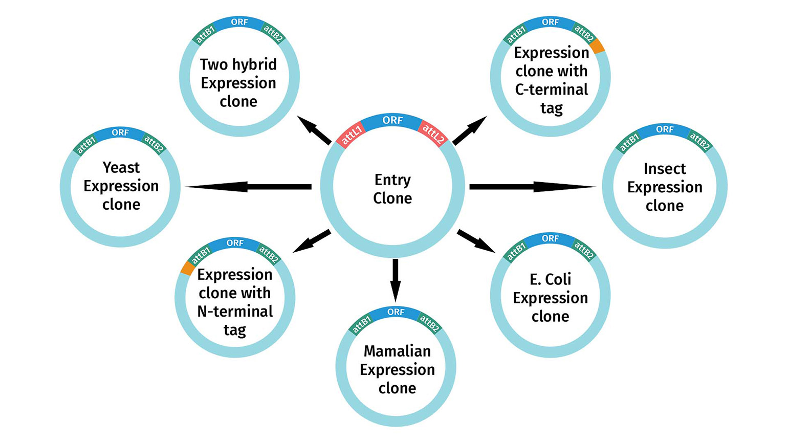 Creating Expression Clones diagram