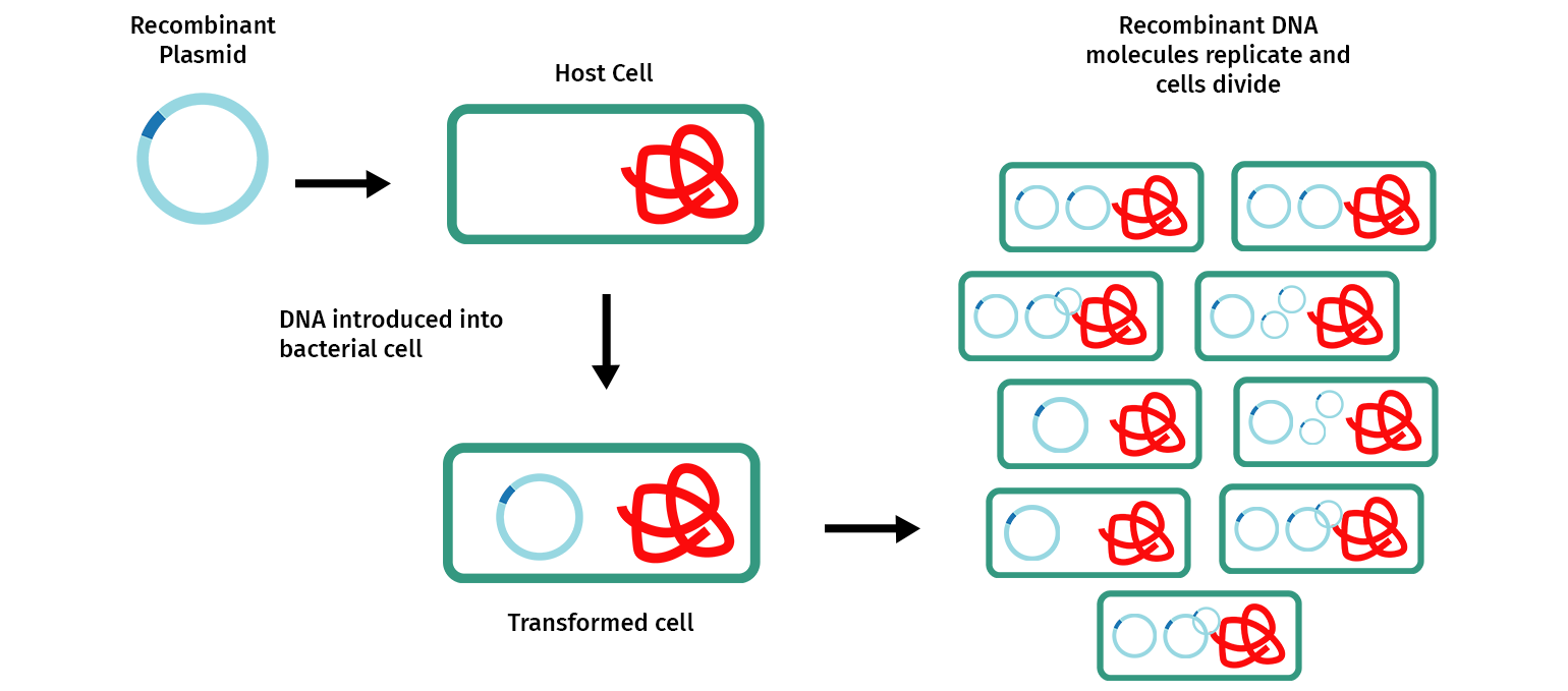 Plasmid replication in bacteria