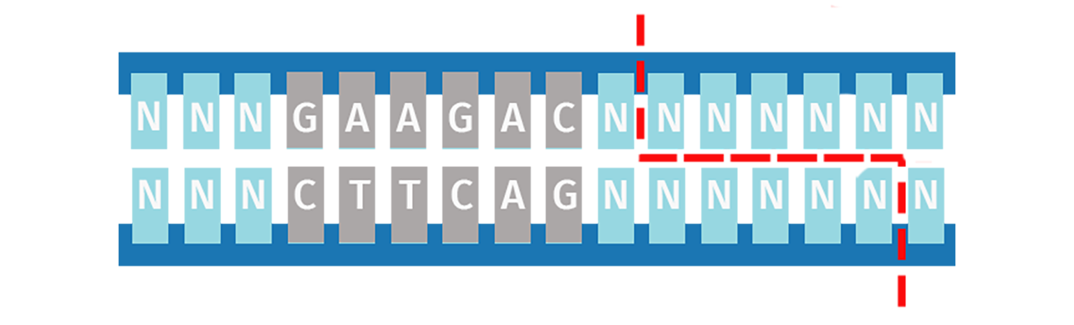 Type IIS Restriction Enzymes