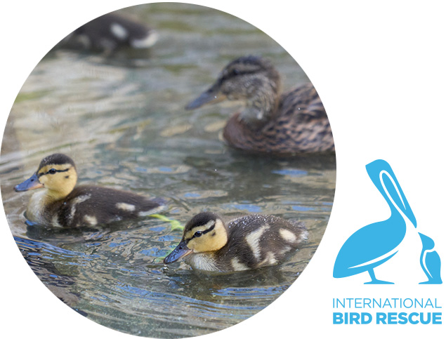Ducklings swimming in a pond with a logo for International Bird Rescue in the corner