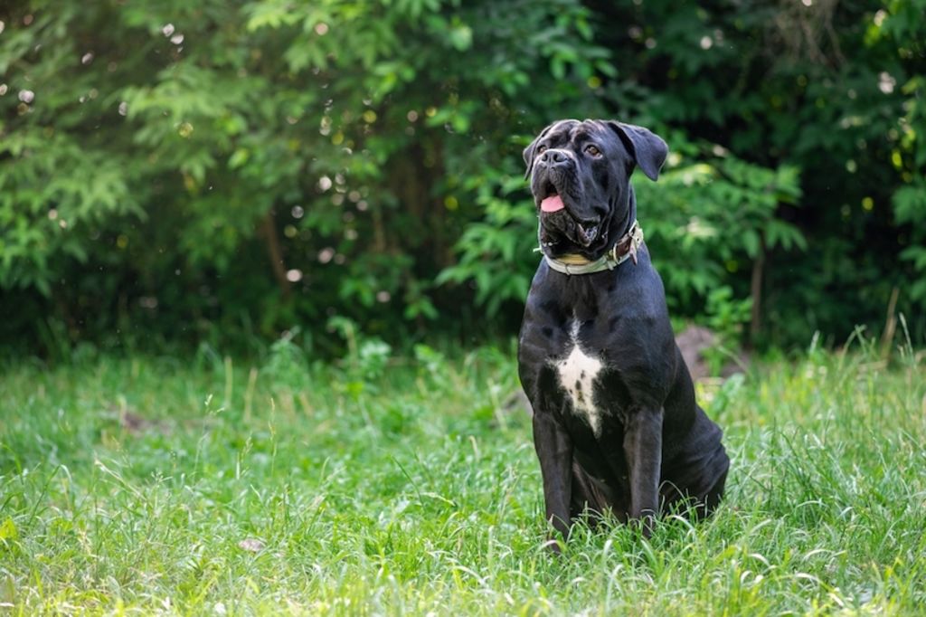 Cane corso 2
