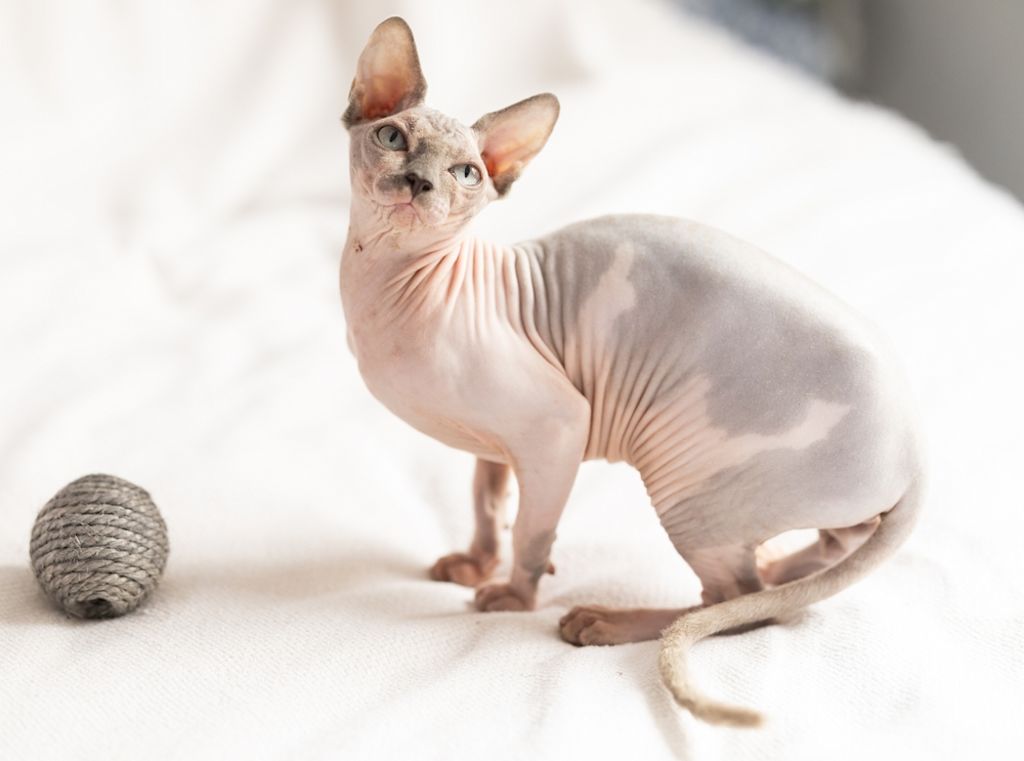 Gato Sphynx