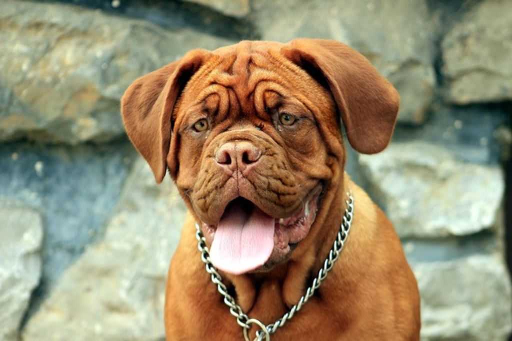 Dogue de Bordeaux adulte