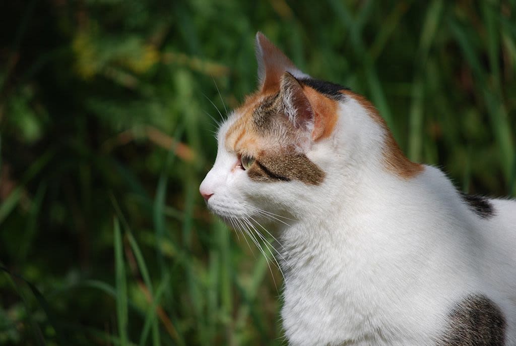 Witte kat ligt voor camera