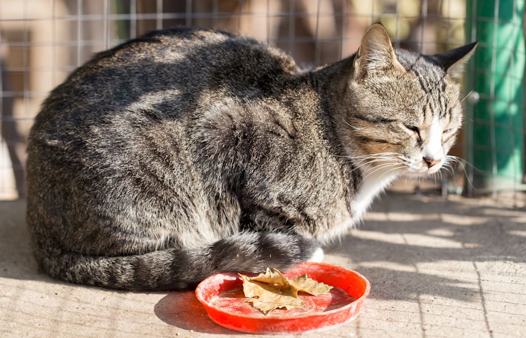 Chat qui ne mange pas