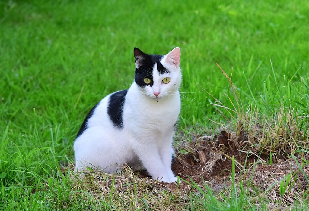 chat noir et blanc dans l'herbe