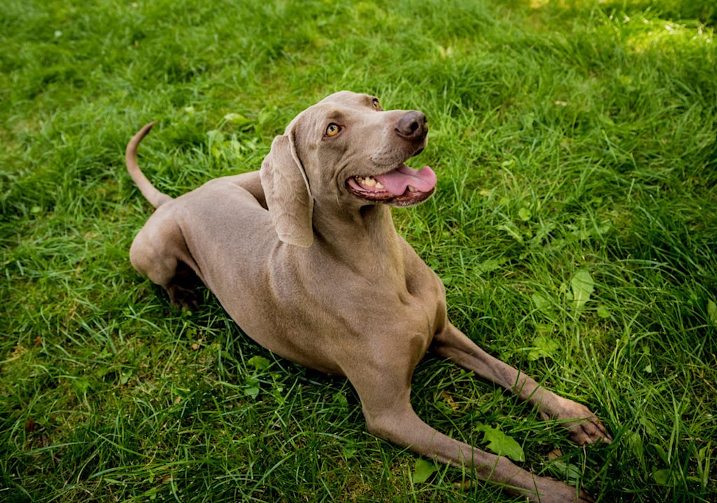 braque de Weimar couché dans l-herbe