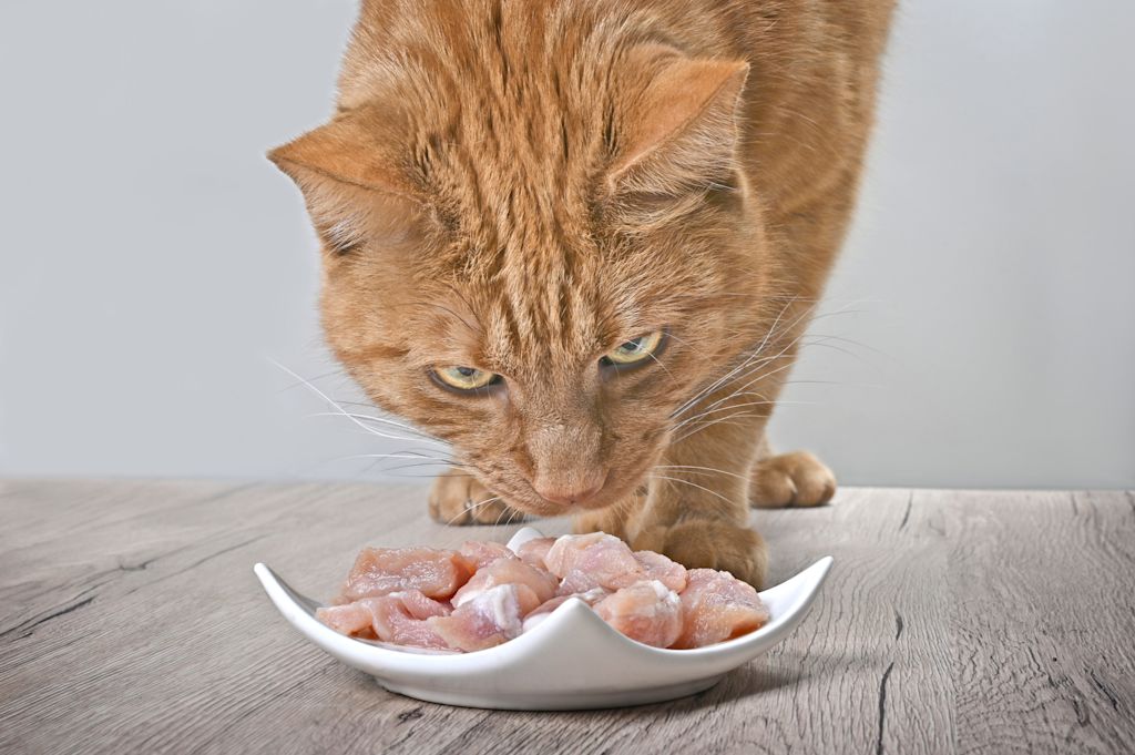 chat qui mange de la viande de qualité
