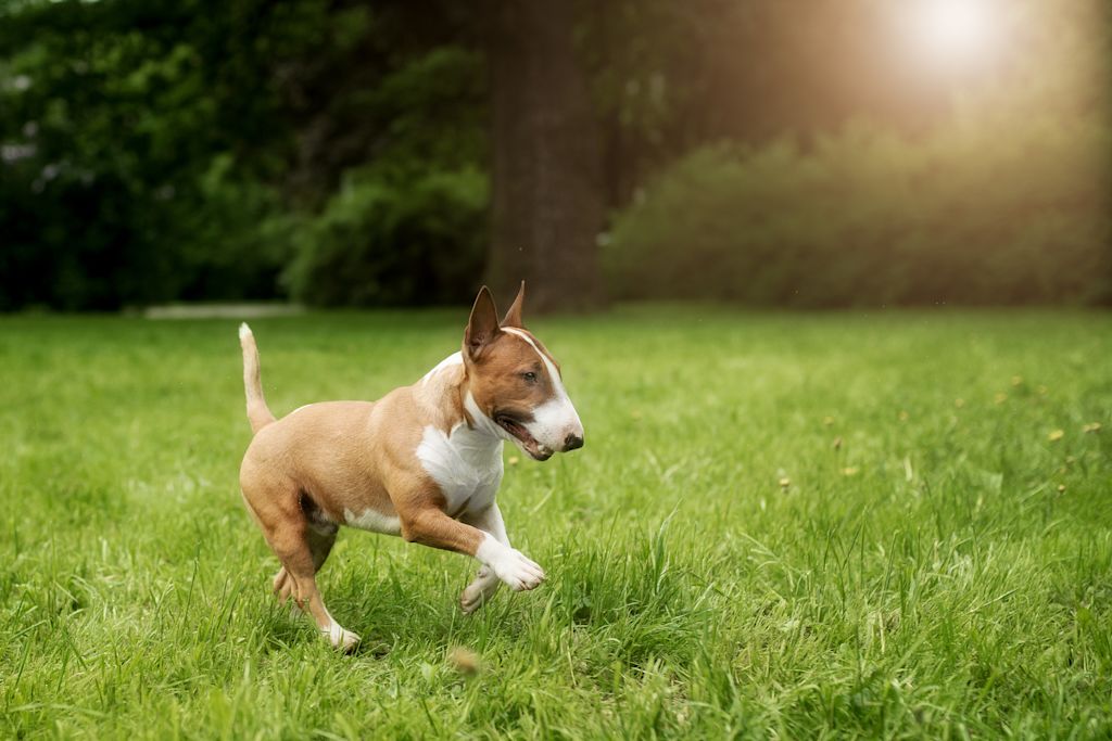 course de bull terrier