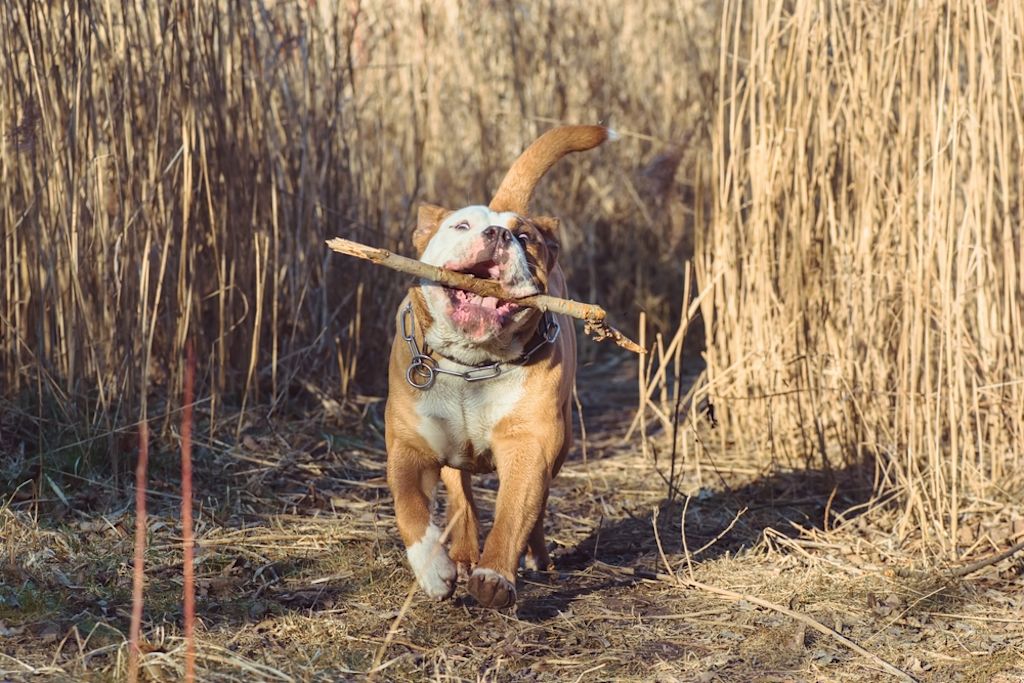 Continentale Bulldog draagt tak in bek