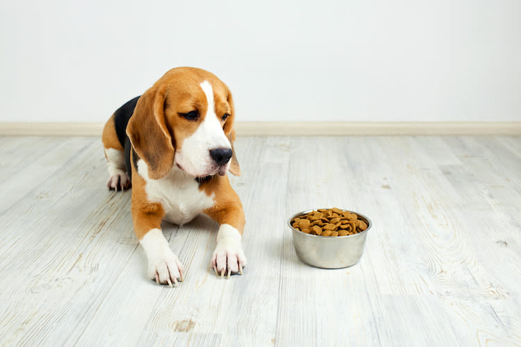 CBD perte appetit chien