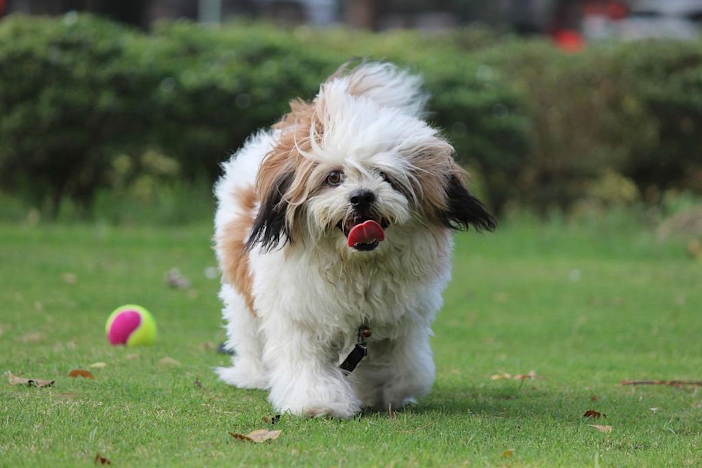 Lhassa Apso dans un jardin