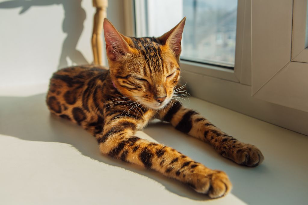 chatte bengal