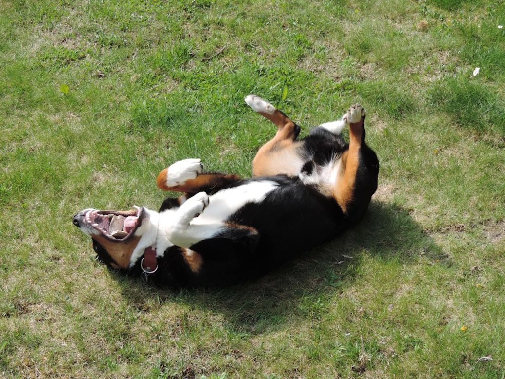 Chien qui se roule