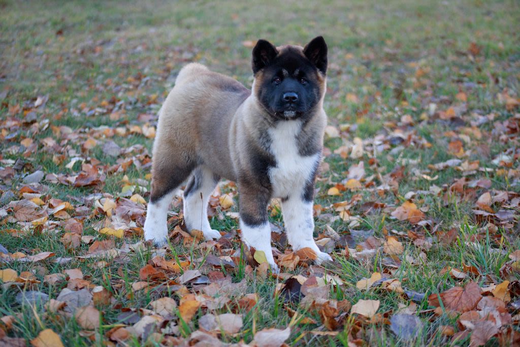 Akita im Garten