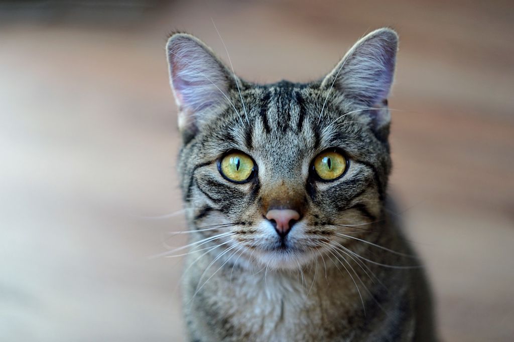 chat tigré aux yeux verts