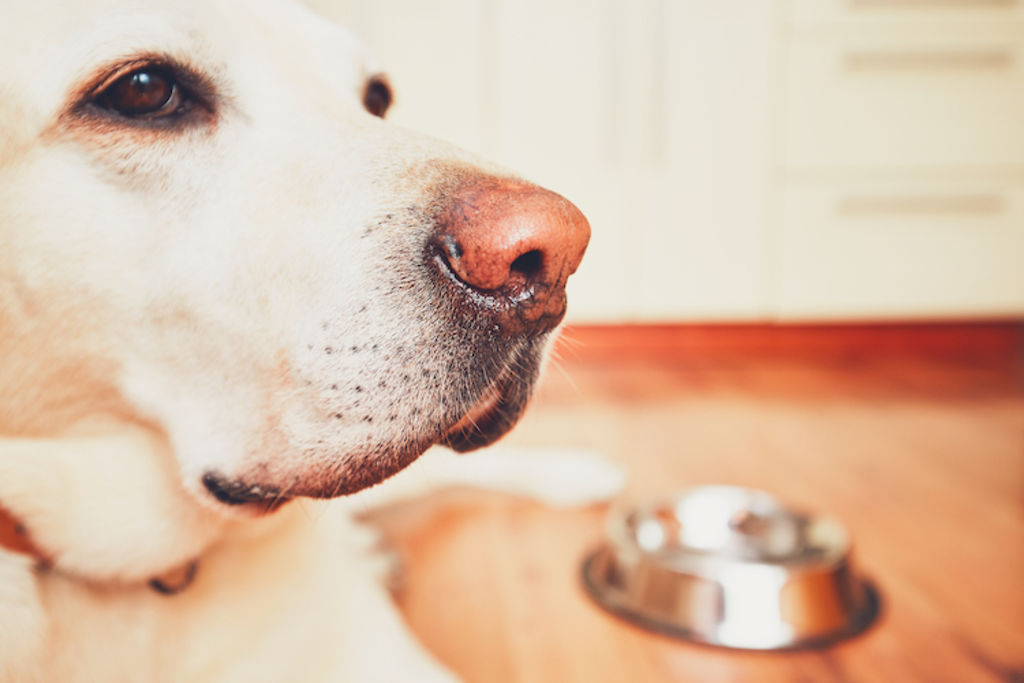 alimenation chien obese