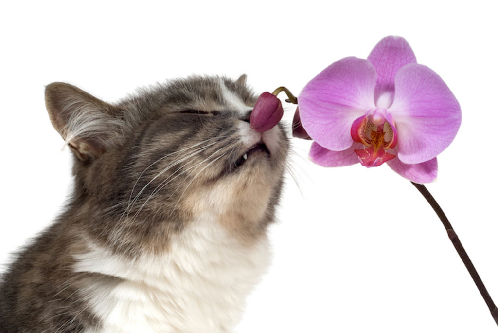chat et orchidee