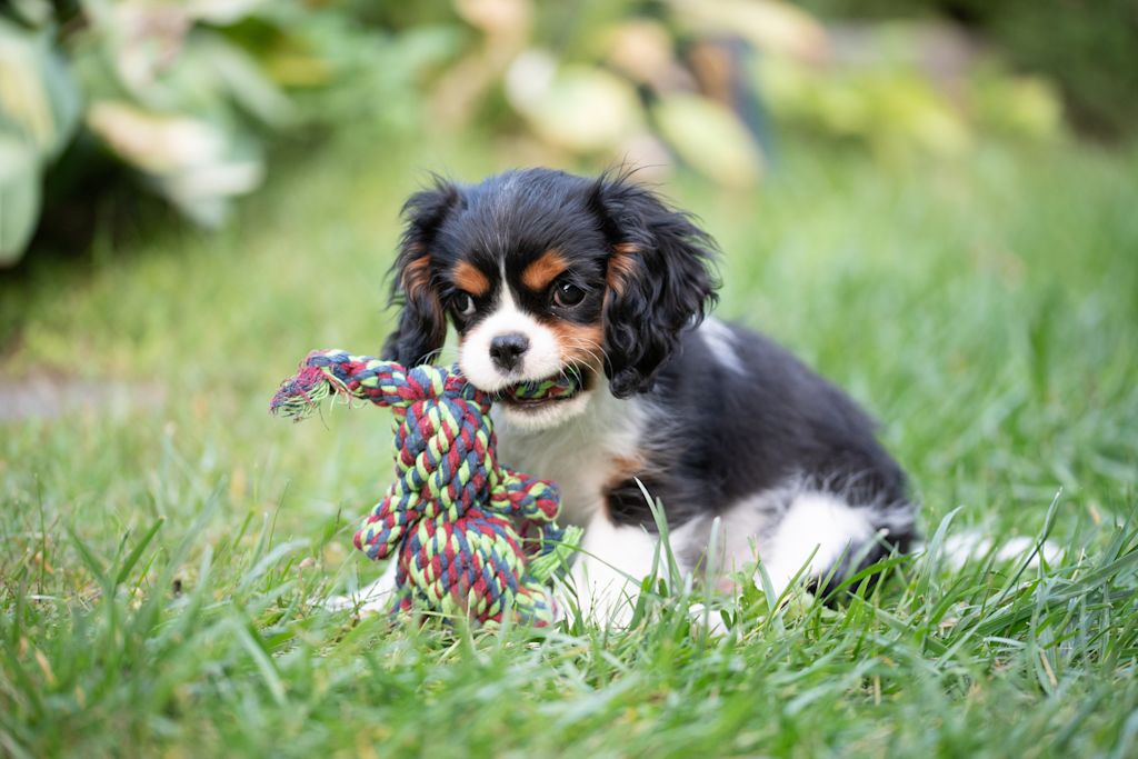 chiot cavalier joueur