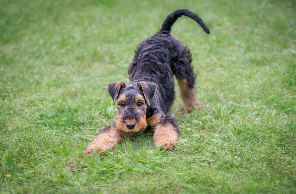 Cucciolo di Airedale Terrier