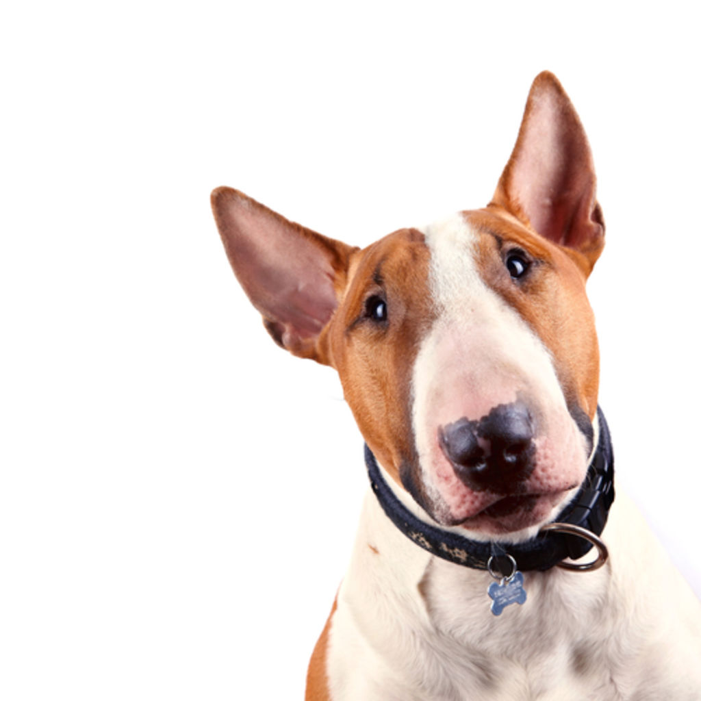 Listenhunde müssen durch den Wesenstest