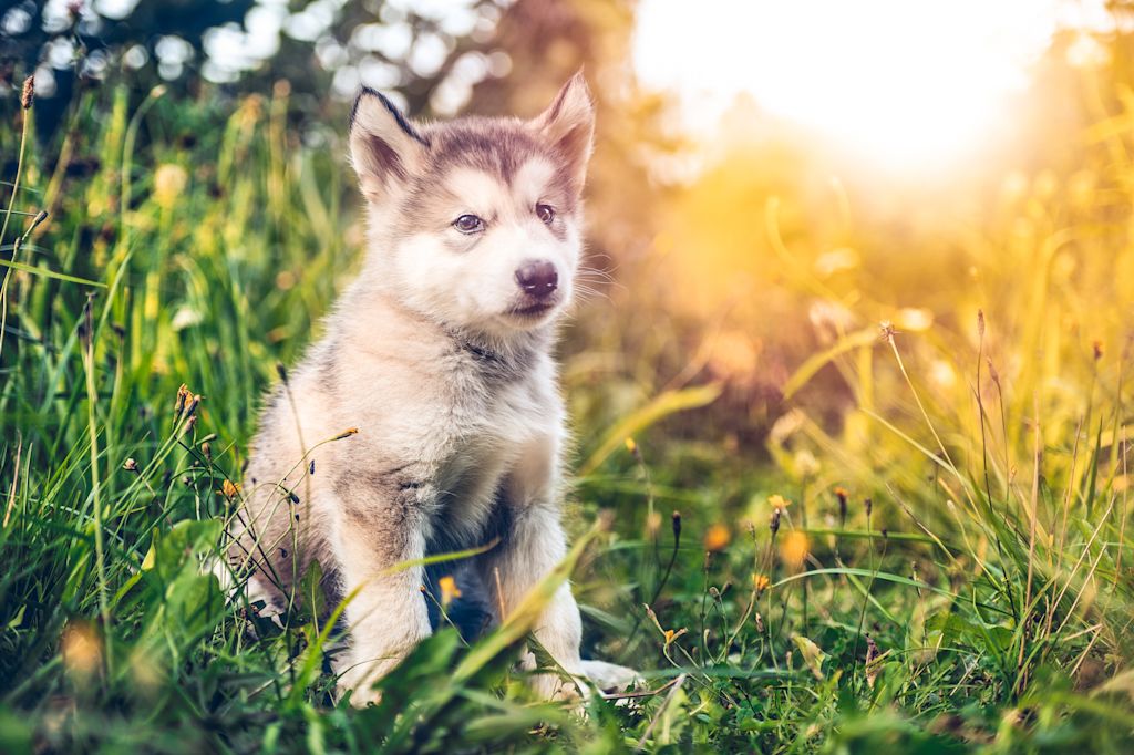 chiot malamute americain