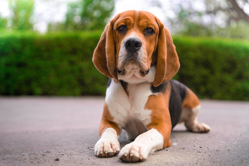 bambino con beagle