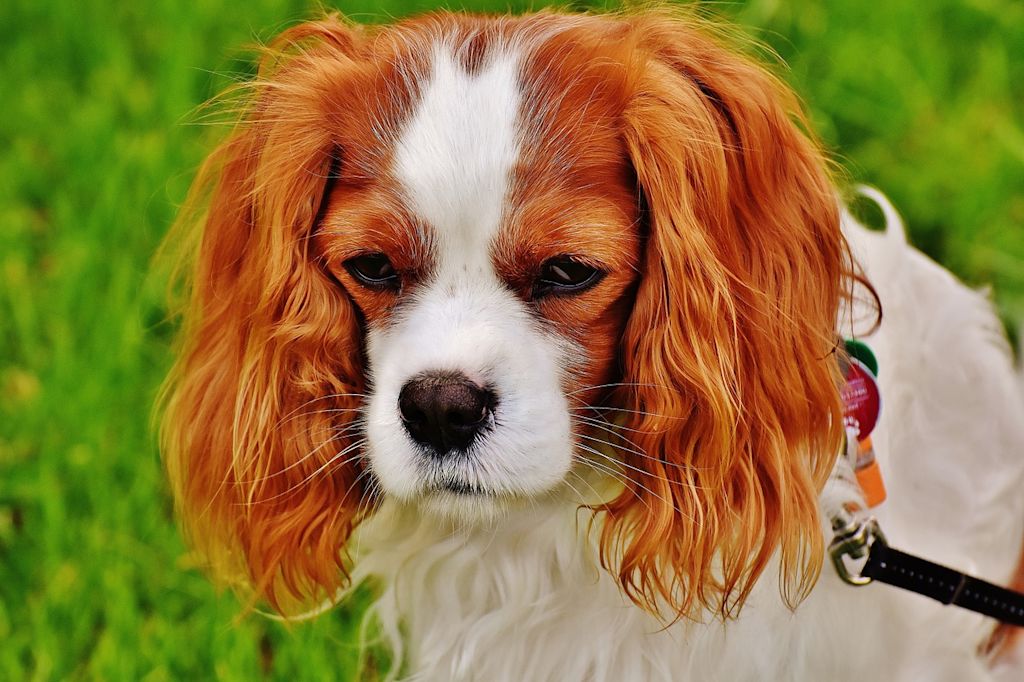 cavalier king charles herbe
