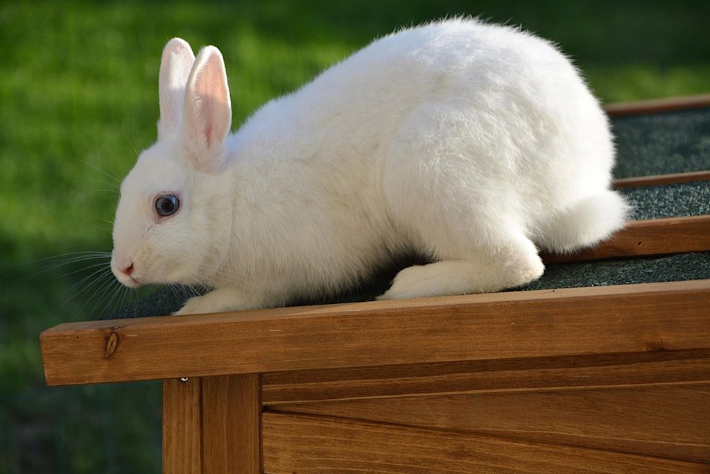lapin blanc