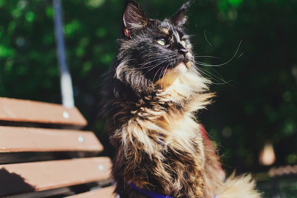 chat ecaille tortue dehors