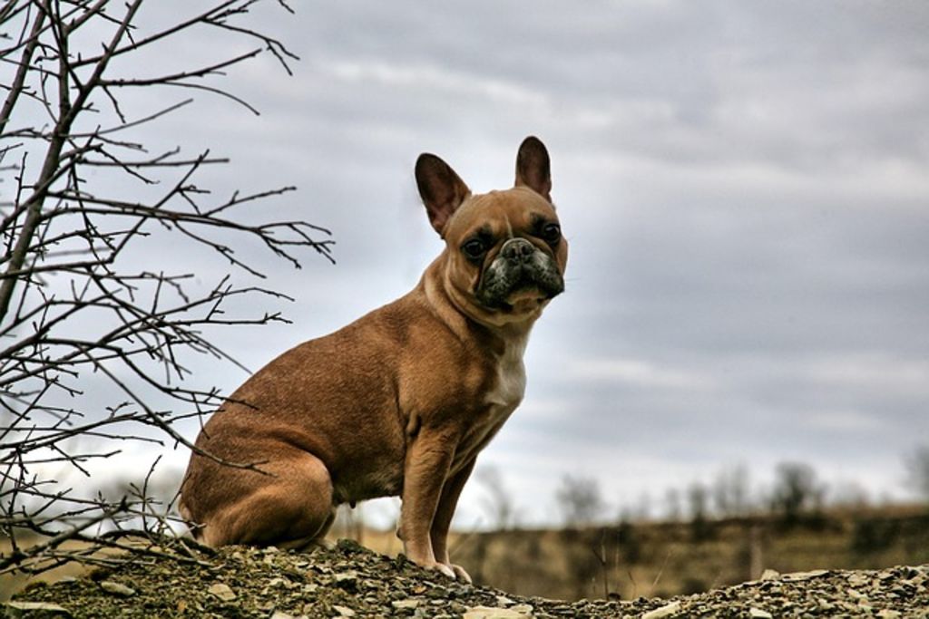 bouledogue francais adulte