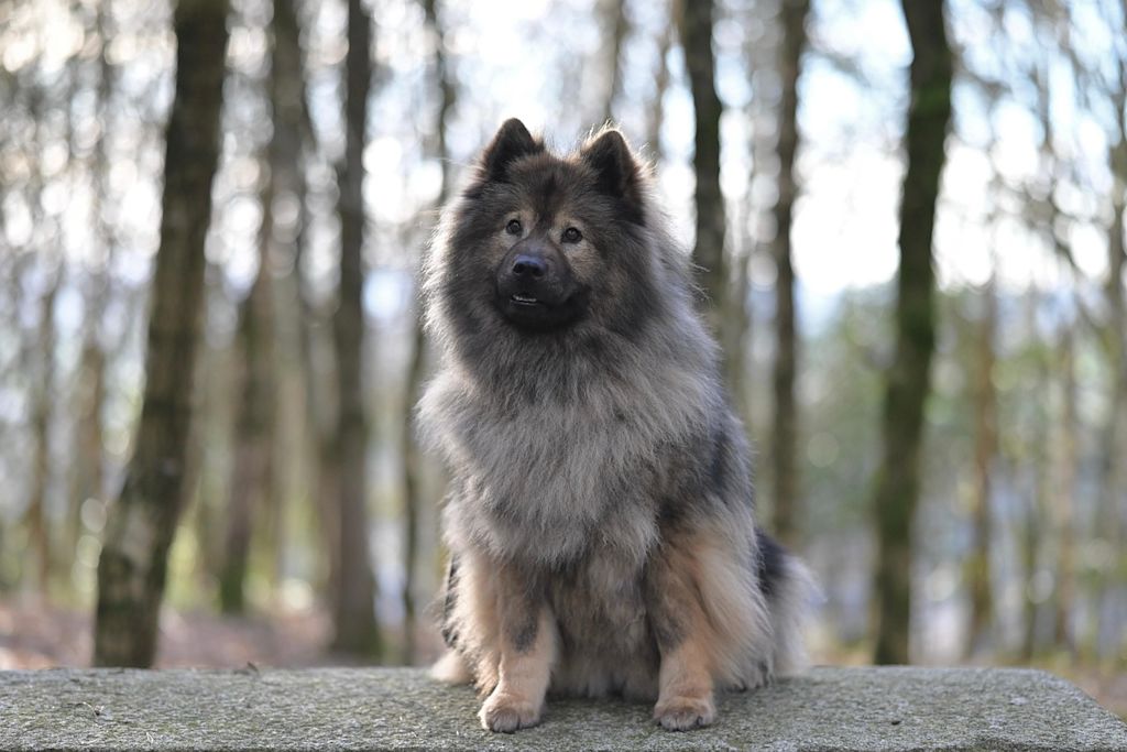 chien eurasier balano posthite