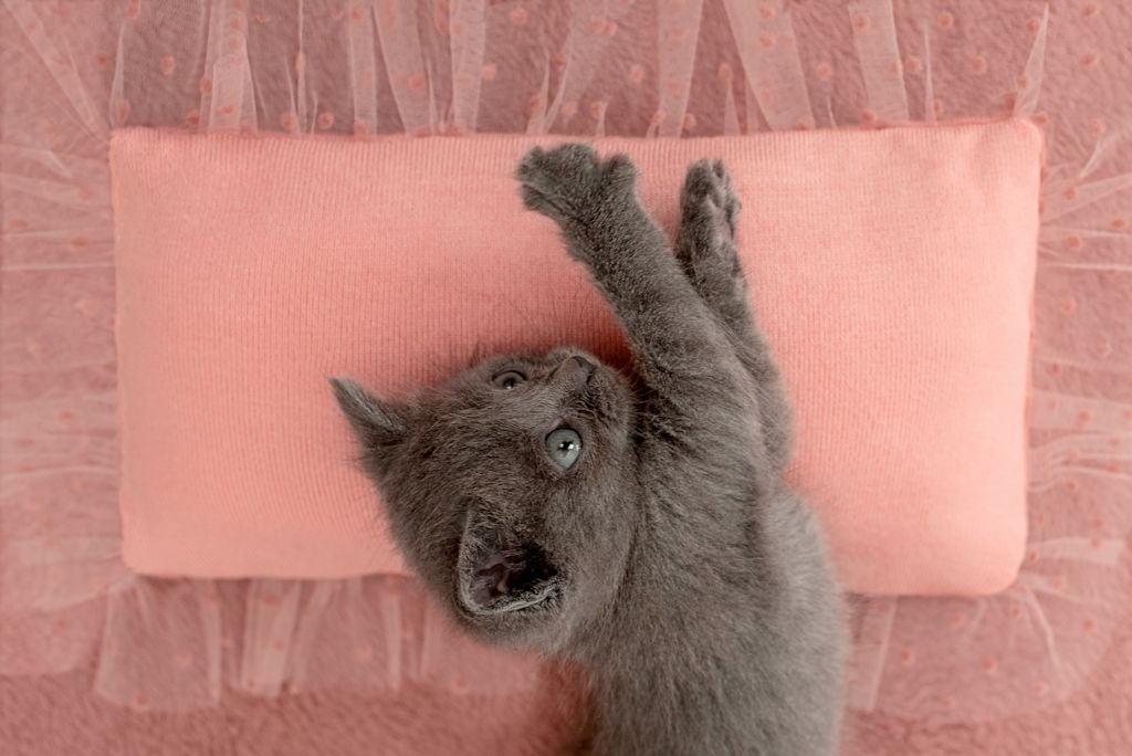 Sv - chat bleu russe étirement