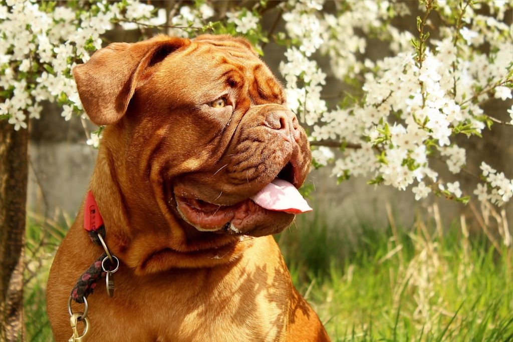 Dogue de Bordeaux