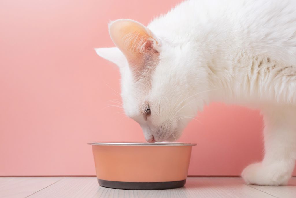 croquettes chat blanc