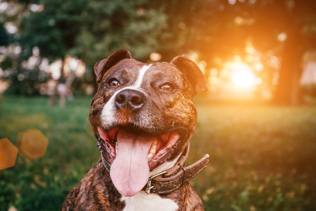 Pitbull Terrier stehen auf vielen Rasselisten