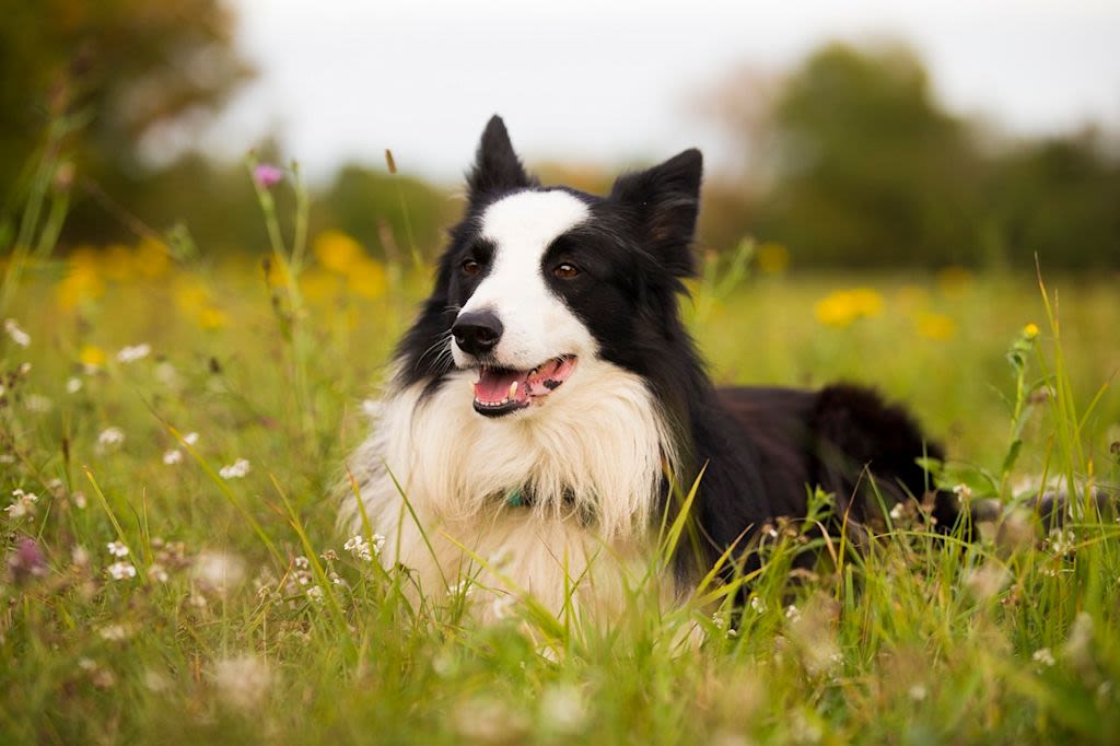 Border collie en el campo