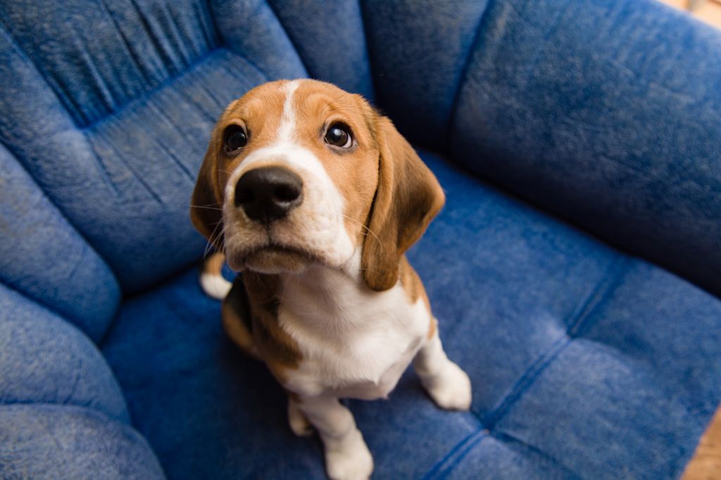 chiot Beagle