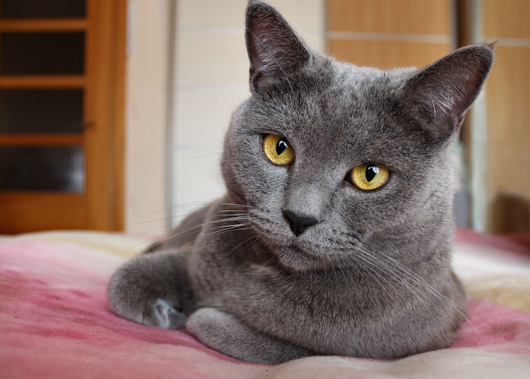 assurance race de chat chartreux