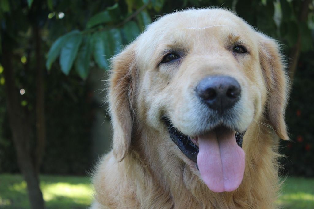 chien golden retriever vieux