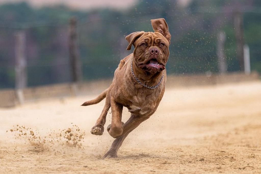 dogue de Bordeaux jeune