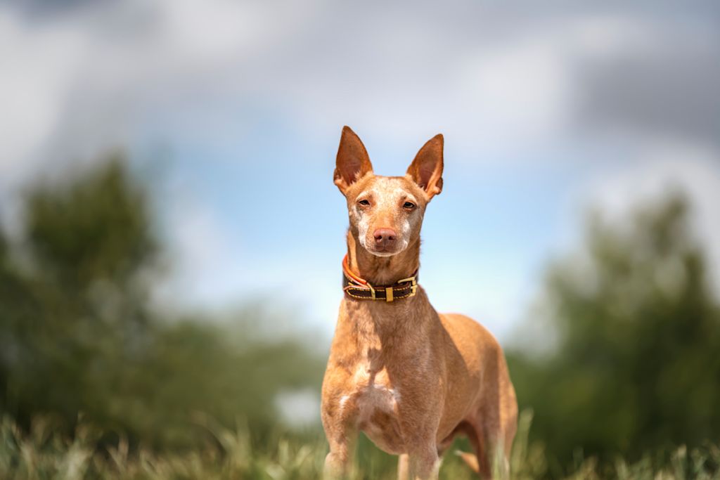 podenco