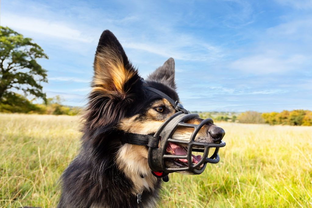 Hond met zwarte snuitkorf in veld