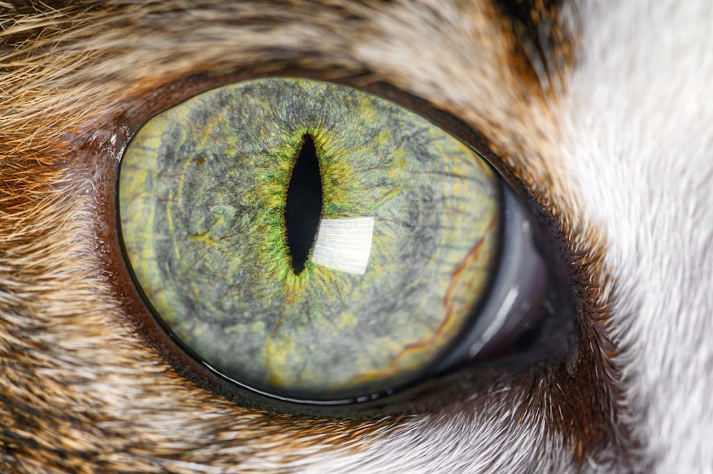 oeil chat entropion