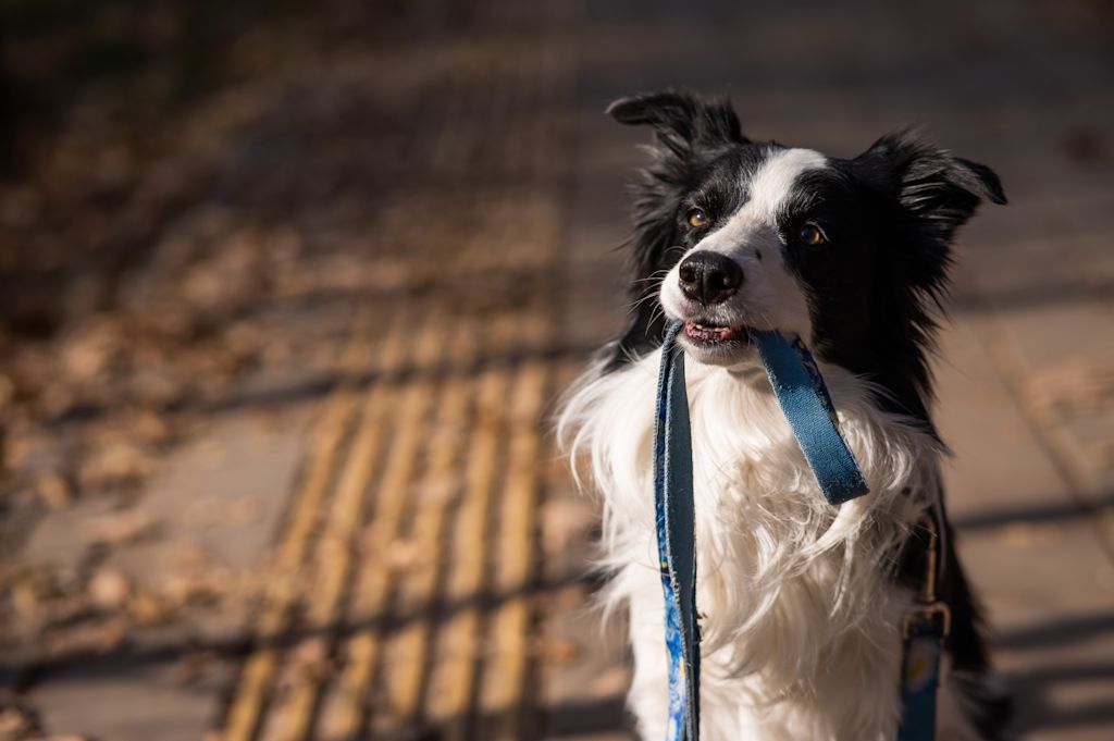 border collie impatient de sortir